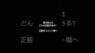 猫の髭にはどんな役割がある？