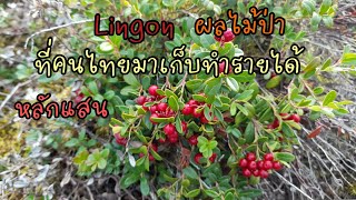 #เก็บผลไม้ป่า สวีเดน# Lingon