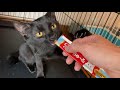 代表軍にゃん隊！手強い猫がちゅーるを舐めてくれた【rescued cats】