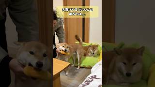 柴犬姉弟のお出迎えの違い#柴犬 #shiba #shorts #リンパン