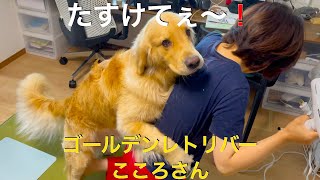 抜け毛が激しいゴールデンレトリバー！シャンプーしてドライヤーしたら、飼い主の背中が！？