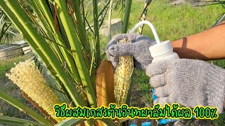 วิธีผสมเกสรต้นอินทผาลัมได้ผล 100% | How to pollinate date palm plants 100%