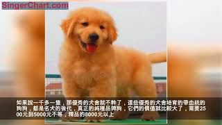 金毛犬價格多少錢一隻？看品相和血統決定價格！ 純種金毛犬養殖基地，點擊此處進入！