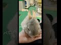 あんまり見つめないで～ shorts rabbit うさぎとの生活 bunny