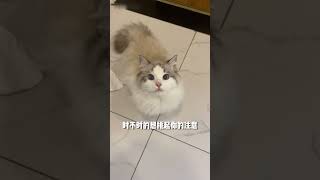 Sexy kitten? NO! Double standard scumbag cat!性感小貓？NO！雙標渣貓！#cat#pets#cute#貓咪#cutecat#catlover#萌寵