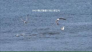 千葉市幕張海岸　野鳥、海面波立つ