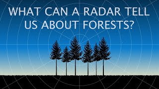 What can a radar tell us about forests?