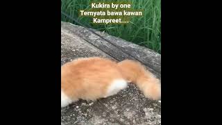 kucing oyen di keroyok 😂😂