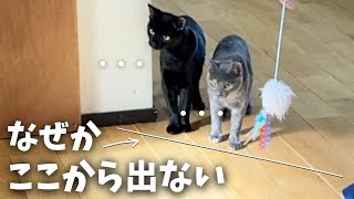 【先住猫と新入り子猫3兄妹④】新入り猫にだけ見える\