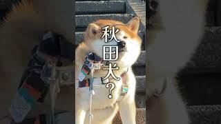 帰宅拒否したら秋田犬になってしまった柴犬さんww