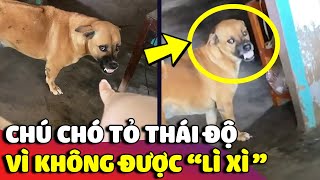 Qua nhà chơi tết mà KHÔNG CHỊU LÌ XÌ, cậu vàng TỎ THÁI ĐỘ ra mặt khiến cô gái rén ngang 😅 | Gâu Đần