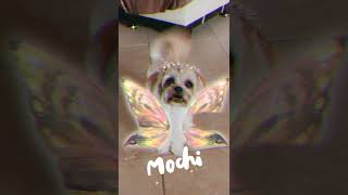 2024Aug8 House of fur: Mochi Maltese/Poodle w Butterfly 🦋