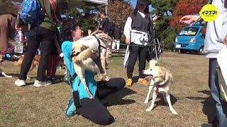 保護犬たちの “同窓会”　広島･神石高原町で “里帰り” イベント 「幸せに過ごしてくれている」