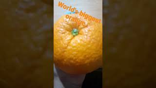 worlds biggest orange