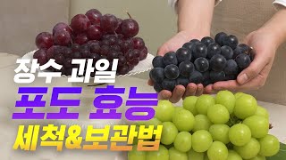 [과일습관] 여름 과일의 여왕 포도의 효능과 제대로 먹는 법