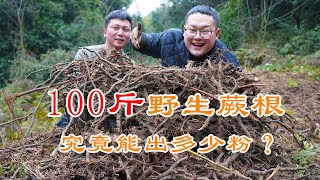 【Shyo video】用100斤野生蕨根做蕨根粉，历时5天，千锤百炼，看看能出多少粉？