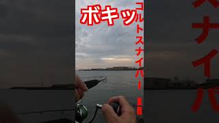 【ショアジギング】メジロにサゴシに太刀魚今年はこんな感じだったな！#shorts