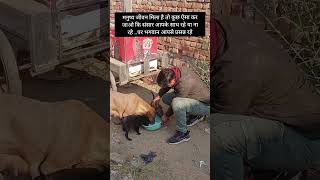 मनुष्य जीवन में ही हम जीव जंतुओं की सेवा कर सकते हैं#animalslovertarun