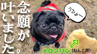 【癖が強めな黒パグ子犬】目を輝かせながら嬉しさ炸裂！念願叶ったハレちゃんの表情にご注目ください♡