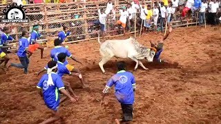 Dindigul  ayyampalayam  jallikattu  part - 2  2018 / திண்டுக்கல் அய்யம்பாளையம் ஜல்லிக்க்டடு 2018