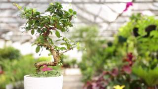 Muhammad Yunus on Bonsai People [PovertyCure Episode 3]