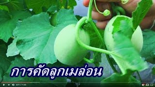 ตอนที่4.การคัดลูกเมล่อนหลังผสม