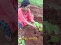 लावली चिबुड गावठी काकडीची वेल ytshort pradnya _ suyog vlog village life konkan devle ratnagiri