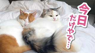 【奇跡】数々の大喧嘩を乗り越えてついにカップルのように仲良くなった猫達 【猫アテレコ】