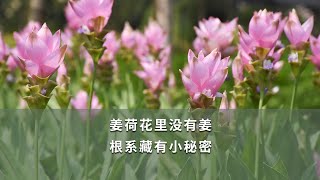 姜荷花里没有姜，根系藏有小秘密