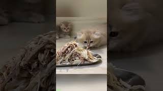 Funny Cat 🐱 funny cats compilation 🙀 #FunnyCats #5214