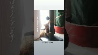 【ドッキリ】見られていた事に気付いた猫の反応が可愛すぎたww