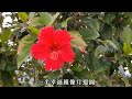 花蓮u_日常美景 第二個春天_江蕙 _20241209