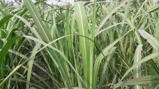 #Sugercane #गन्ना गन्ना 100 टन पर एकड़ उत्पादन आप लोगों का भी होगा