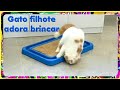 GATO filhote adora brincar. Gato brincando no brinquedo cat relax - Gatil Hauser