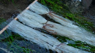 Kudzu Fiber Extraction