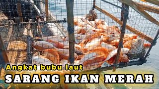 Tarik BUBU Laut - Banjir Ikan Merah ( by Fishing Aceh )