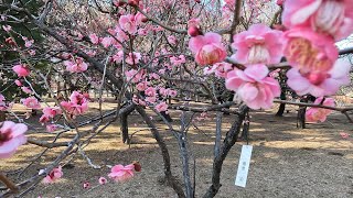 Koganei Park's plum blossoms were too beautiful