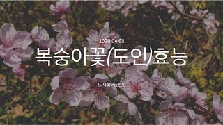 복숭아꽃 도인(桃仁)효능