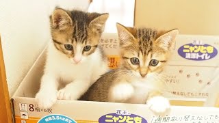 段ボールの中に入った子猫を見つける。【赤ちゃん猫】【保護猫　子猫】