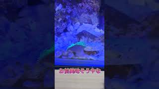 白い部分を見るとアワビの身を思い出すイソギンチャク#海水魚 #海水魚飼育 #海水魚水槽 #ペットショップ #海水 #イソギンチャク#カーペットアネモネ