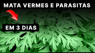 O MELHOR REMÉDIO DO MUNDO PARA ELIMINAR VERMES E PARASITAS EM 3 DIAS - DR RENATO SILVEIRA