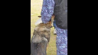 海上自衛隊警備犬の休日