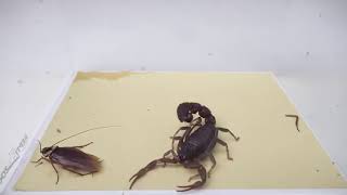 صراع بين الحشرات صرصور vs العقرب Conflict between insects cockroach vs scorpion