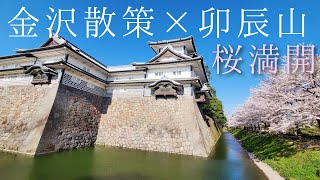 【金沢で登山と観光】桜満開の金沢を散策しながら卯辰山に登ってみた。