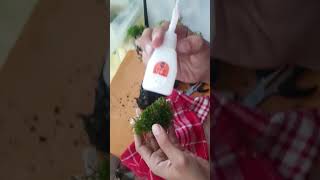 Cara Menempelkan Moss di Bonsai Aquascape