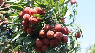 Lục Ngạn Lychee: A Geographical Indication Protects a Sweet Treat