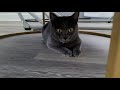 Kitten freaks out when he sees a stranger and hides under the table !!