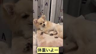 【ポメラニアン×チワワ犬】生理始まったから避妊手術できませんでした！w