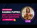 Playing with Puppies and Answering Questions