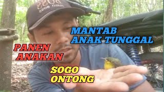 panen anakan sogo ontong[sogon] anak tunggal positif jantan